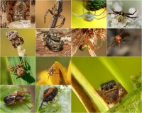 /album/fotogaleria-fotogaleria/araneus-quadratus-det-2-postcard-jpg/